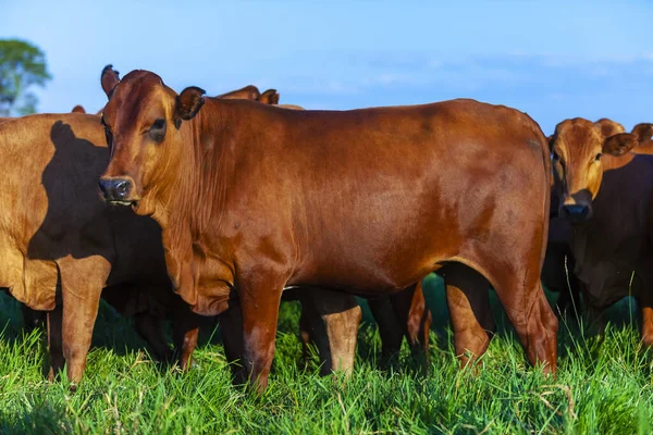 Cattle Management System - Python Django web application developed by Jonathan Roets